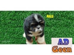 Lhasa Apso Pups Available For Sale